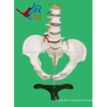 HR-115 Basic Lumbar with Pelvic Skeleton,Teaching Female Pelvis Model